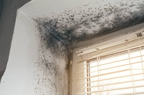 Trusted Mold Removal service in Osterburg, PA - Cheap Mold Removal